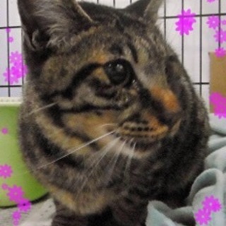 綺麗なキジトラくんです