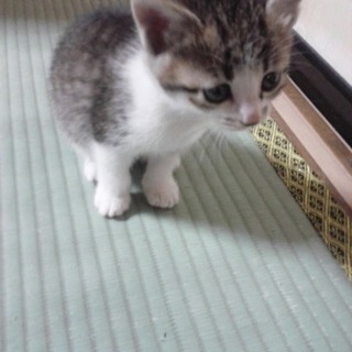 子猫の飼い主募集