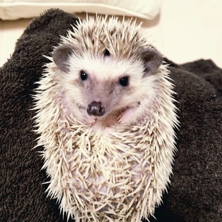 ハリネズミの里親募集