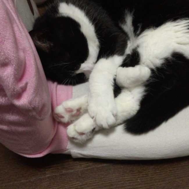 まみきゅんのカバー写真