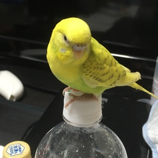 かわいいセキセイインコです