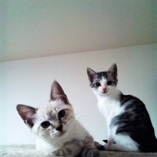 2匹縁組！むっちゃんとしーちゃん