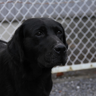 ラブラドール　6才女の子　～繁殖犬引退～