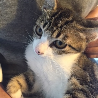 ありがとうございました。