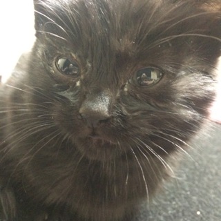 生後二、三ヶ月黒猫♀