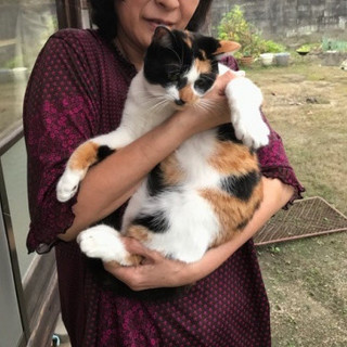 三毛のゆめちゃん