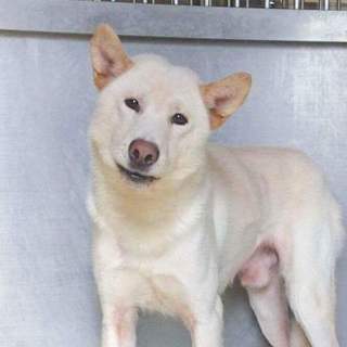 助けてください綺麗な白い男の子