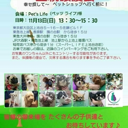 ☆★☆里親様譲渡会☆★☆　幸せ探してペットショップへ行く前に！