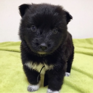 犬の里親募集 に該当する釧路アニマルレスキューredheartが投稿した里親募集 ペットのおうち 月間利用者150万人