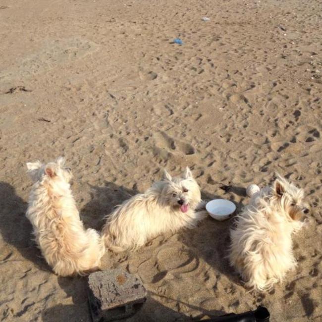 toruzebuのカバー写真