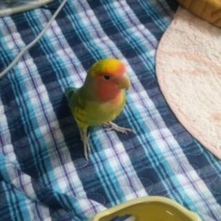 有り難うございます。ご応募終了させていただきます。