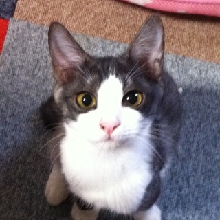 新しい家族がみつかりました！