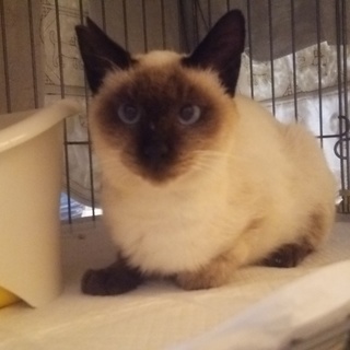 臆病だけど、とても賢いシャム＊ちくわ里親募集