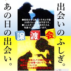 保護ねこ譲渡会inさぽらんて リックンのイベント ペットのおうち 月間利用者150万人 保護ねこ譲渡会inさぽらんて リックンのイベント ペットのおうち 月間利用者150万人