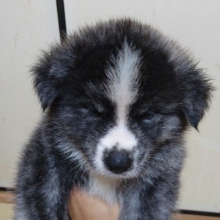 秋田犬虎(黒)オス２ヶ月長毛