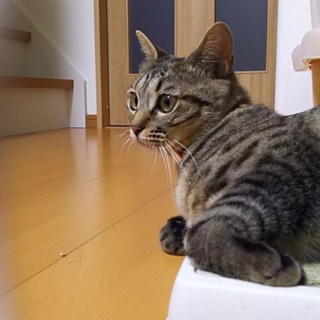 人懐っこいキジトラ女の子里親募集