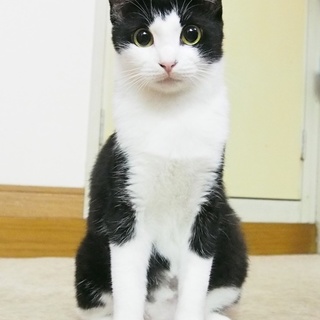 甘えん坊の黒白の女の子♪
