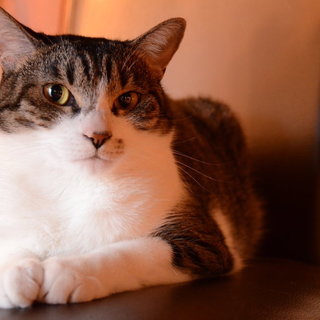 猫の里親を募集中です