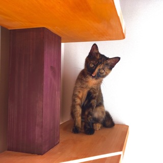 仔猫３ヶ月　サビ雌