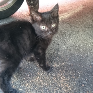 子猫里親募集です(>_<)