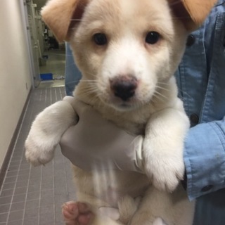 【決定】とても人間大好きの甘えん坊♀