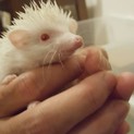 [一時募集停止]ハリネズミ(♂)アルビノ君