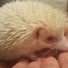 [一時募集停止]ハリネズミ(♂)アルビノ君 サムネイル2