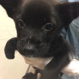 【決定】可愛い大人しいチビッ子男の子♂