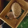 [一時募集停止]ハリネズミ(♂)アルビノ君 サムネイル3