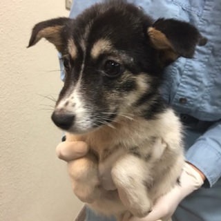 【決定】ちょっと臆病な女の子♀