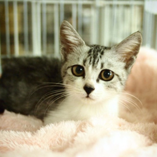 代理掲載・次元