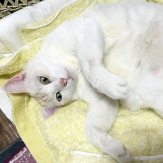 人慣れ抜群レオ君