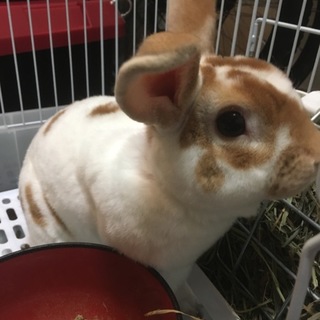 ミニレッキス♀一旦募集停止します