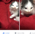 かわいい仔猫ちゃんです♡