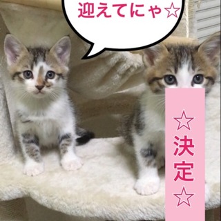 ２ヶ月の子あと①匹のみ☆