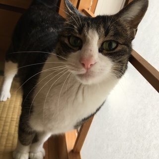 急ぎです！！！人懐っこい猫ちゃん。