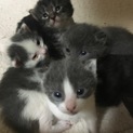 一時中止ゴミ捨て場に捨てられていた子猫家族募集