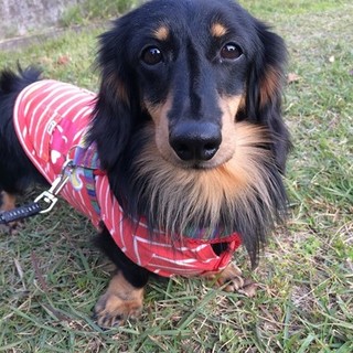 やんちゃなダックス