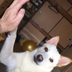 ハイタッチもできます