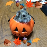 もん