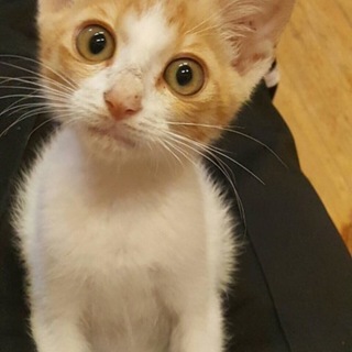 茶トラ×白の男の子