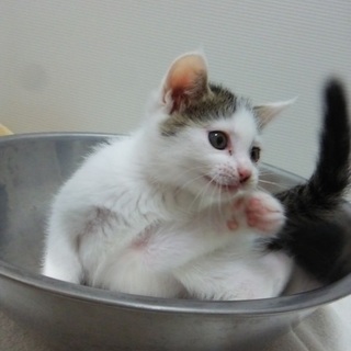 トライアル決定★生後2ヶ月女の子