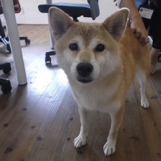 里親さん募集します