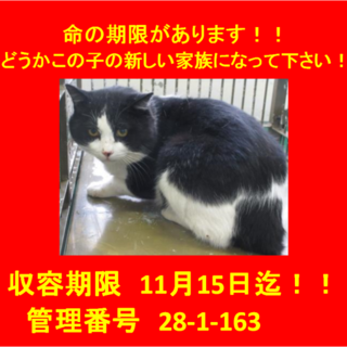 里親決定！！素敵な家族に出会えました(^^♪