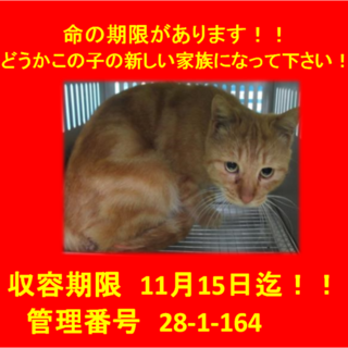 里親決定！！素敵な家族に出会えました(^^♪