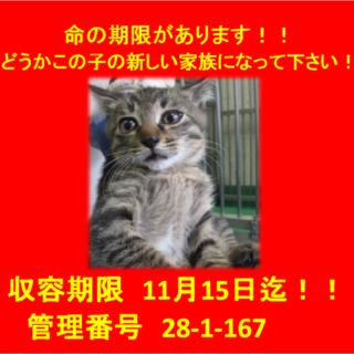 里親決定！！お迎えありがとうございました(^^♪