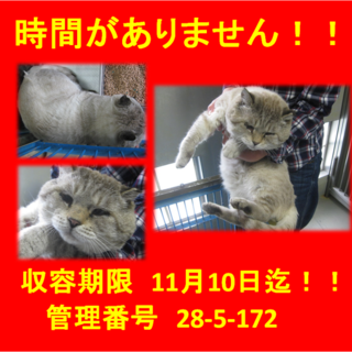 里親決定！本当にお迎え有り難うございました！