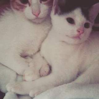 可愛い白黒の兄妹達です！