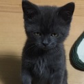マンチカンの子猫の里親さん募集中