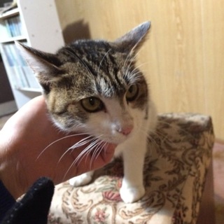 美人な女の子です！